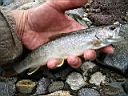 2007-05-16 010.JPG